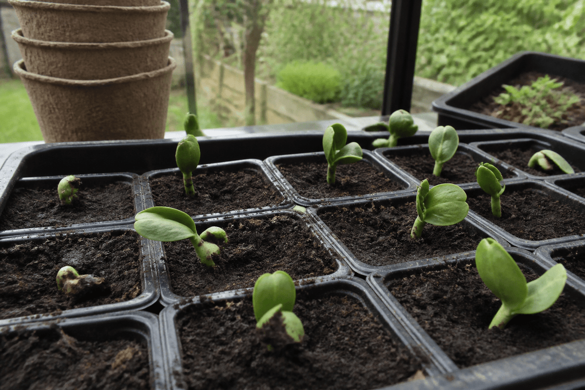 Hvor lang tid tager butternut squash om at spire?