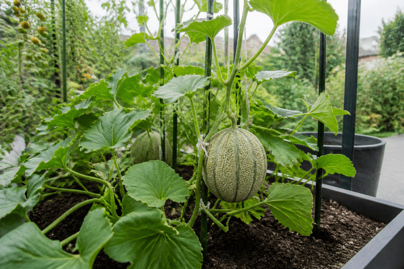 Hvornår kan man høste melon? Guide til høst