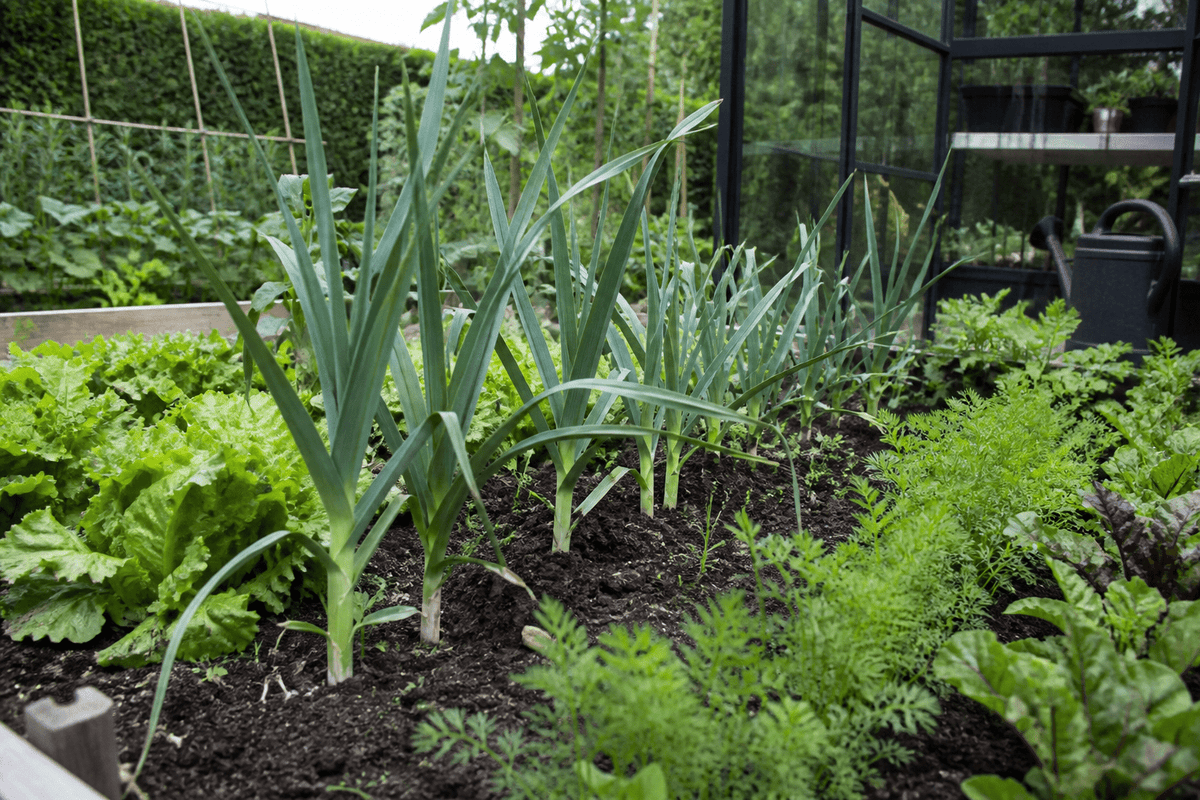 Hvad kan man plante sammen med porre? Guide
