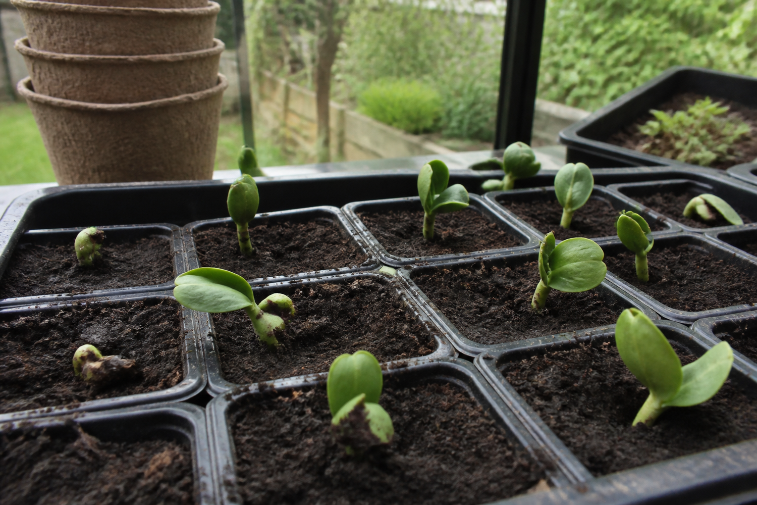 Hvor lang tid tager butternut squash om at spire?