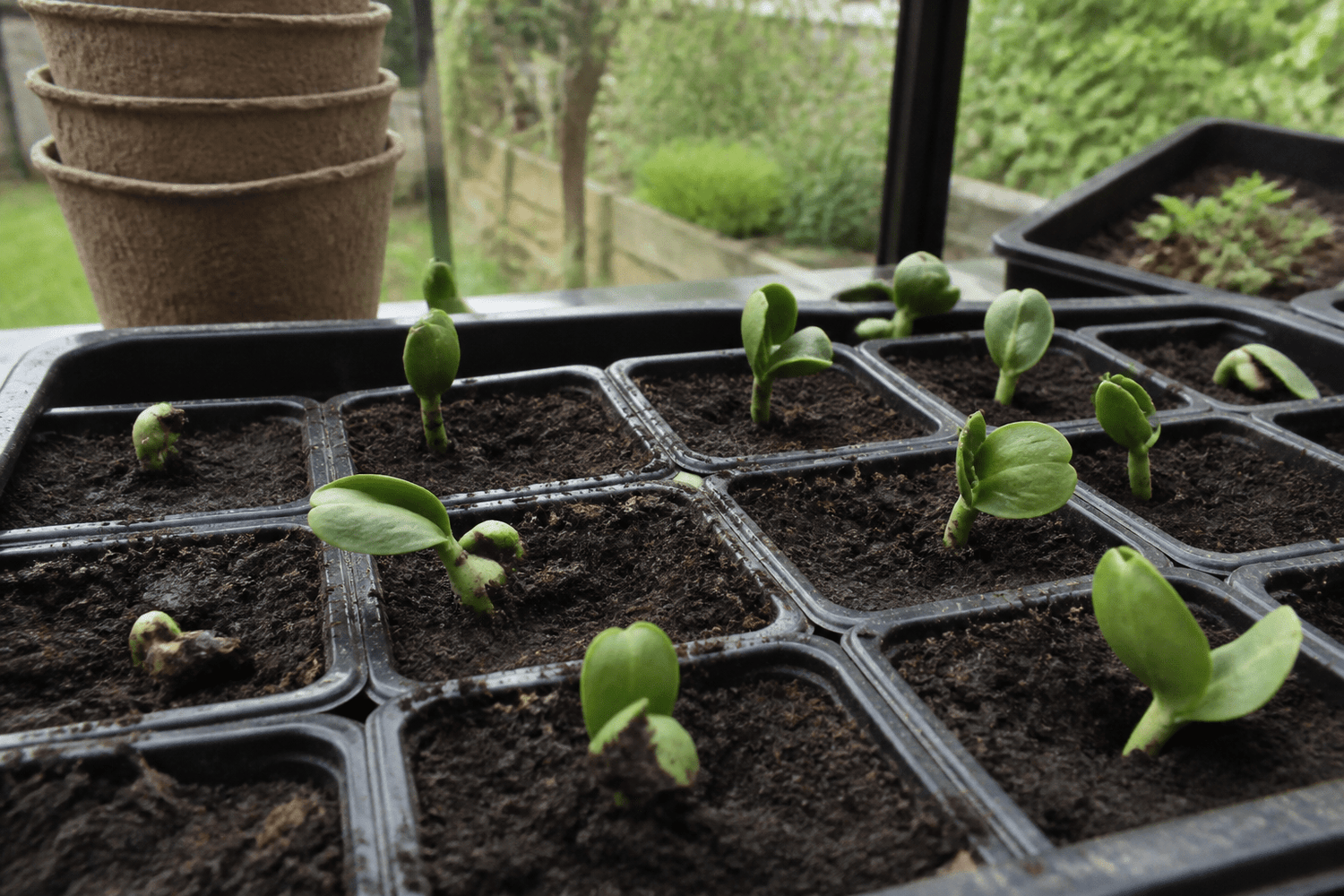 Hvor lang tid tager butternut squash om at spire?