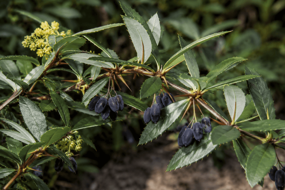 Berberis hookeri - blade, frugter og kendetegn