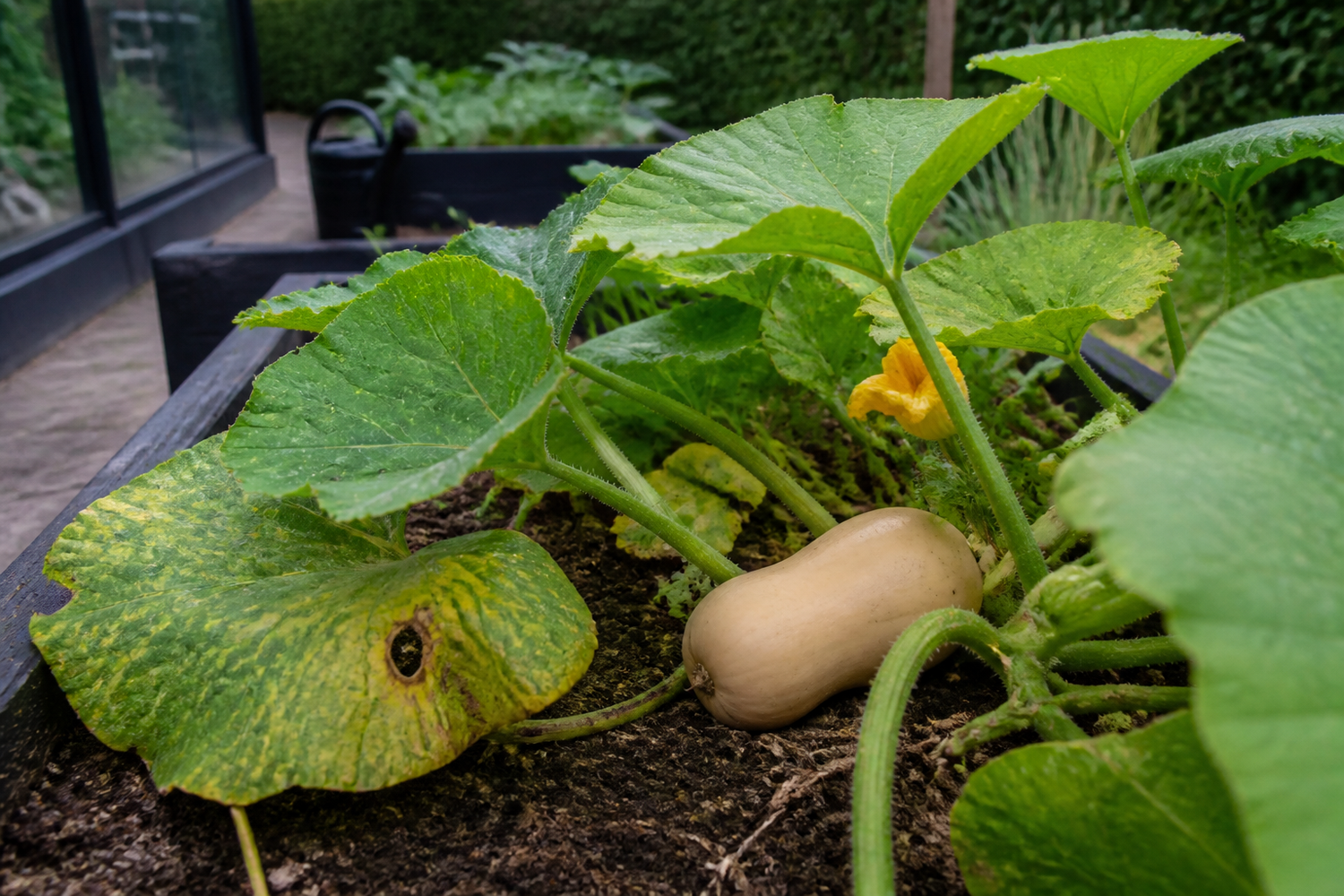 Problemer med butternut squash – årsager og løsninger