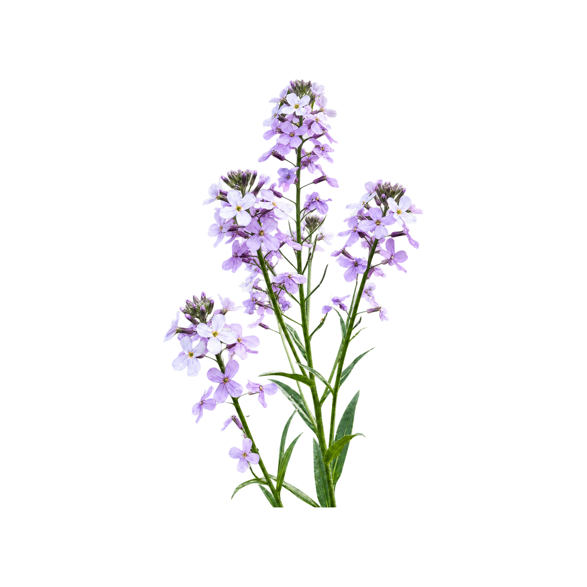 Fotorealistiske Aftenstjerne-blomster på transparent baggrund