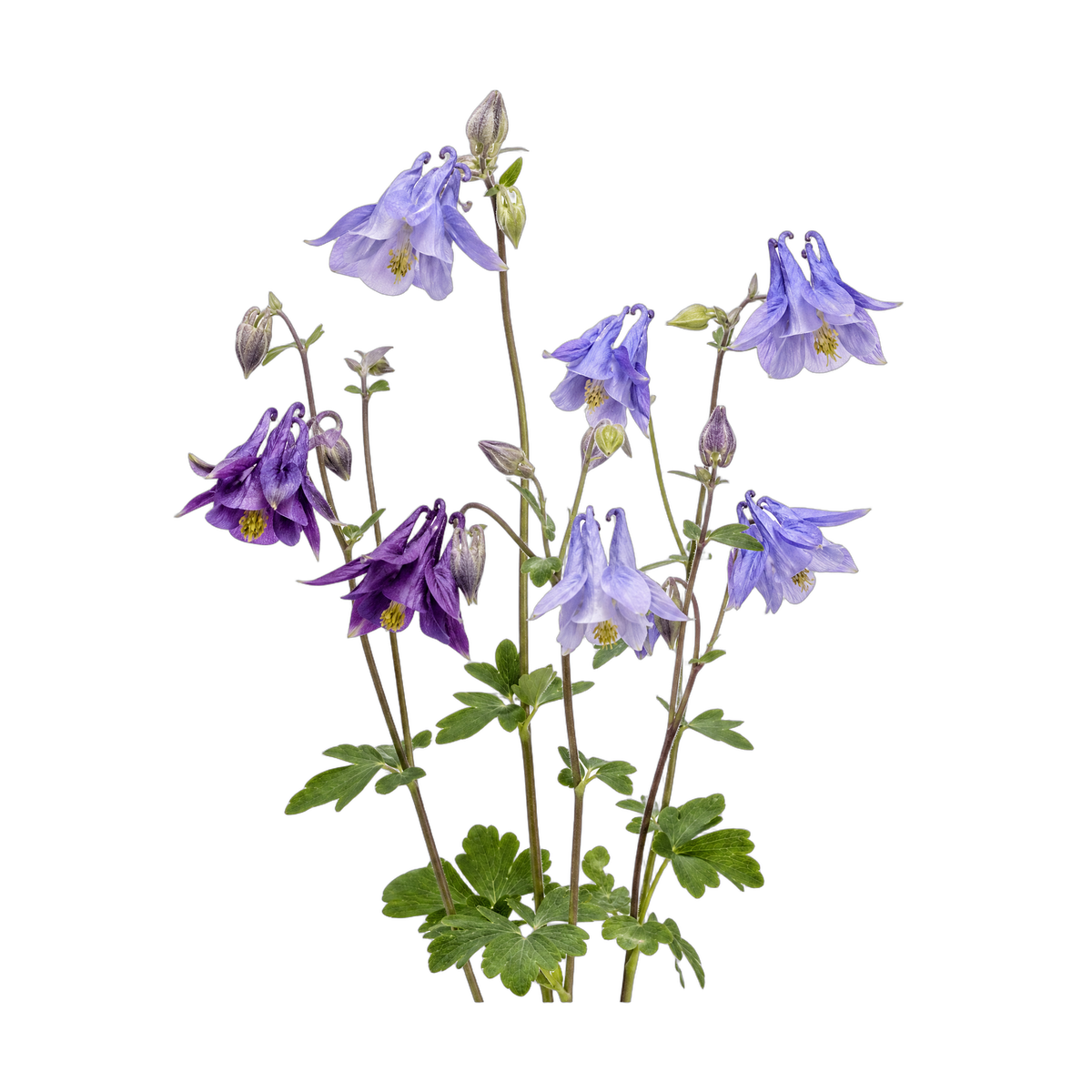 Fotorealistiske lilla og lavendelfarvede Akelejer på transparent baggrund