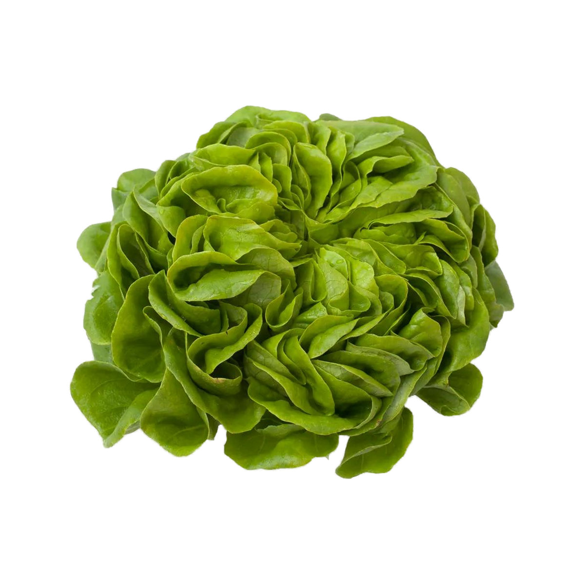 Grøn salat på transparent baggrund