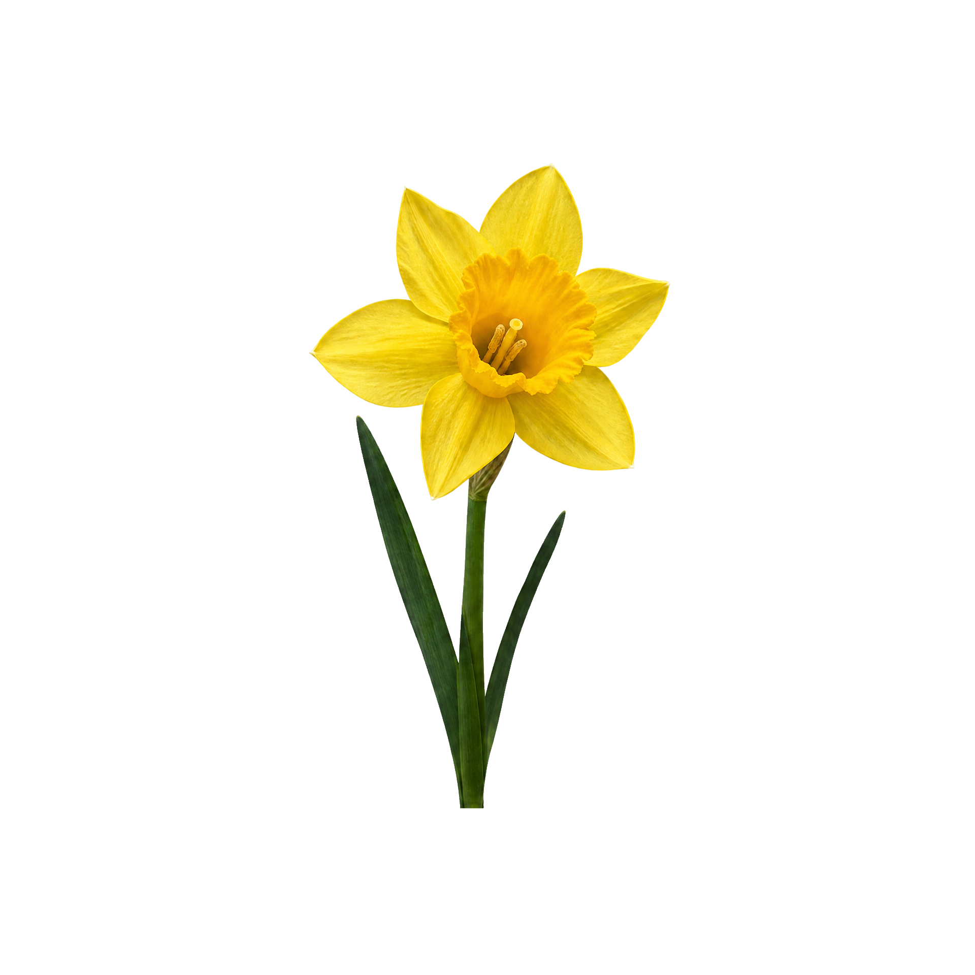 Narcisser fra frø