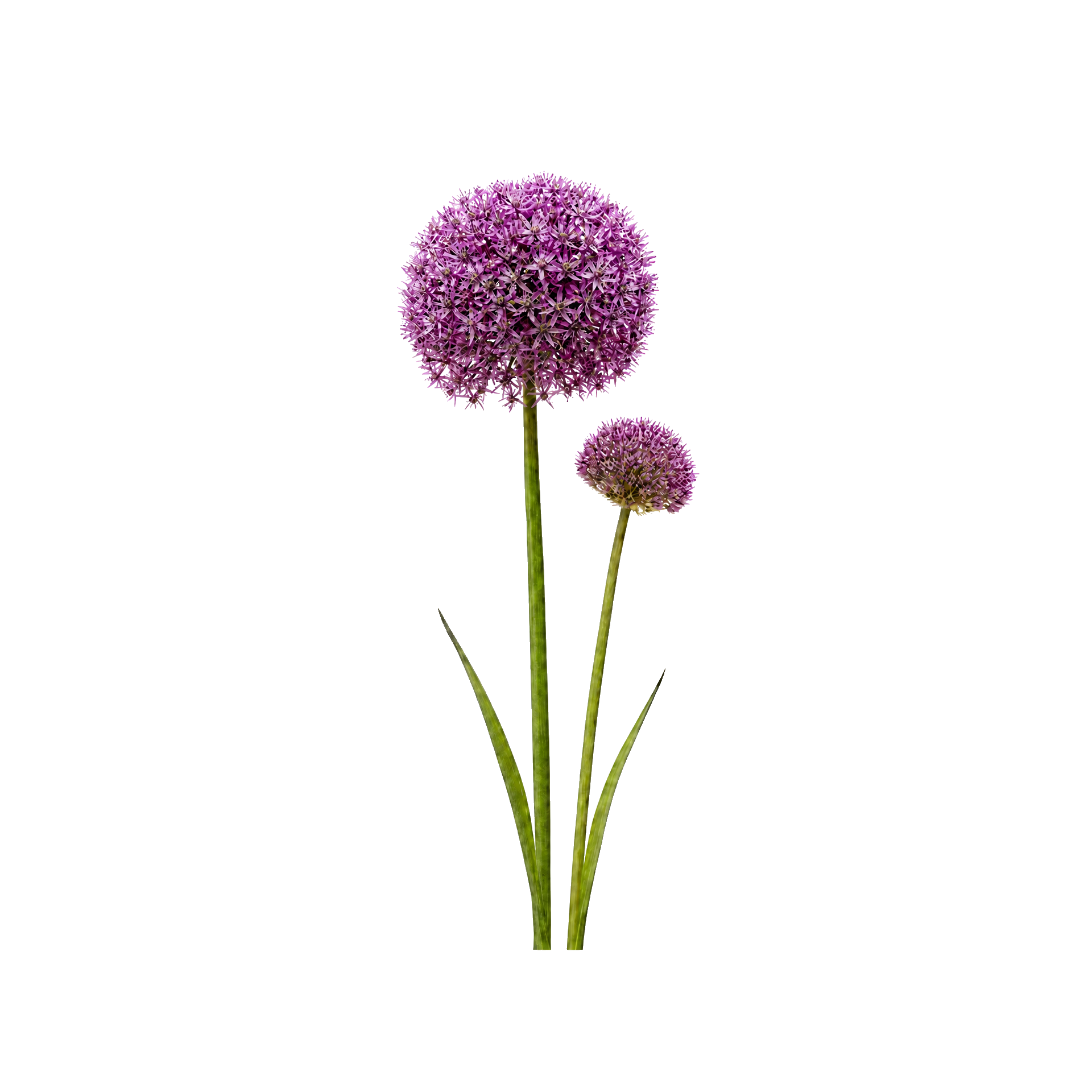 Allium og prydløg fra frø