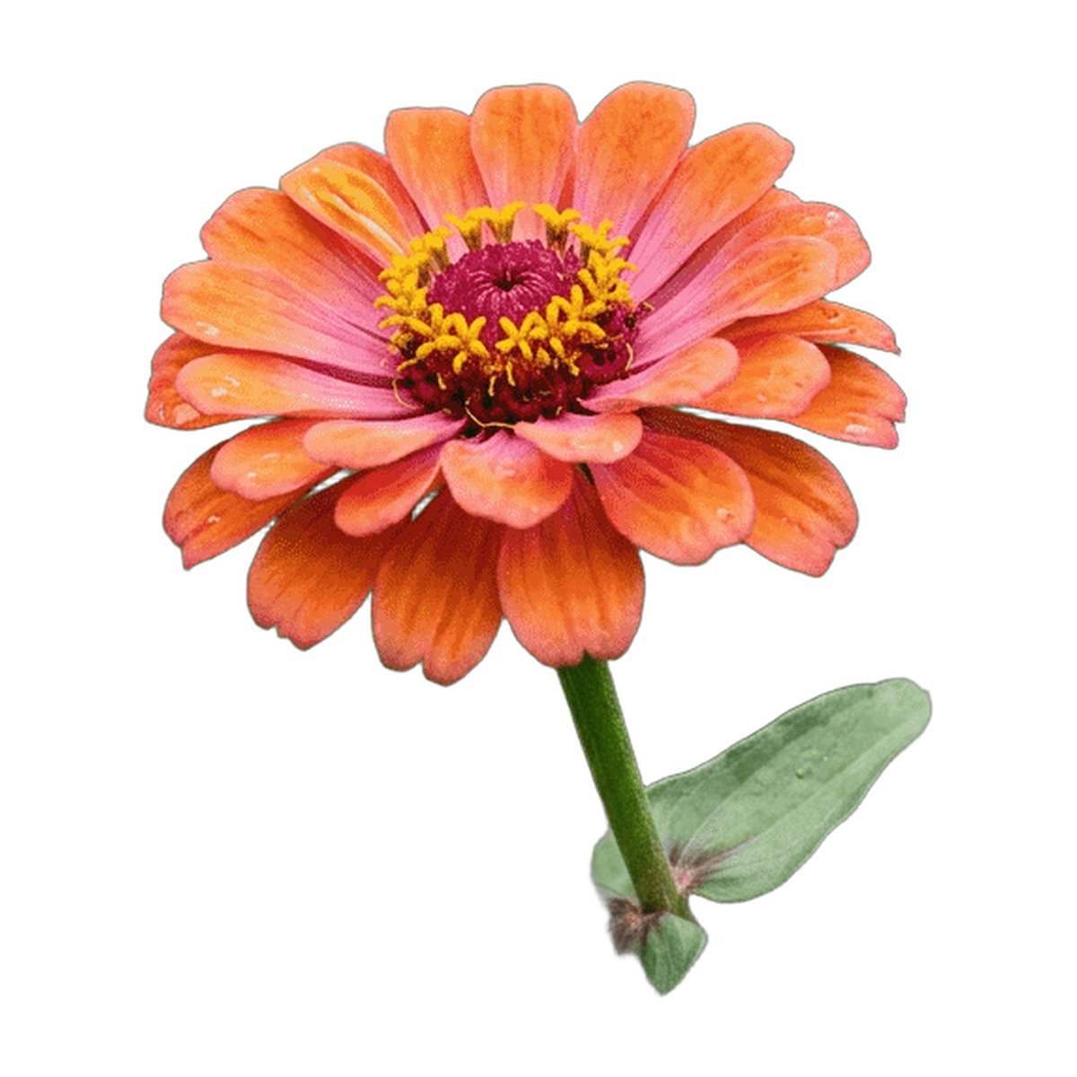 Zinnia blomst fra frø