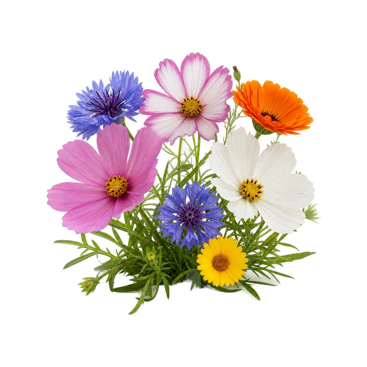 Blanding af rigtige blomster på transparent baggrund