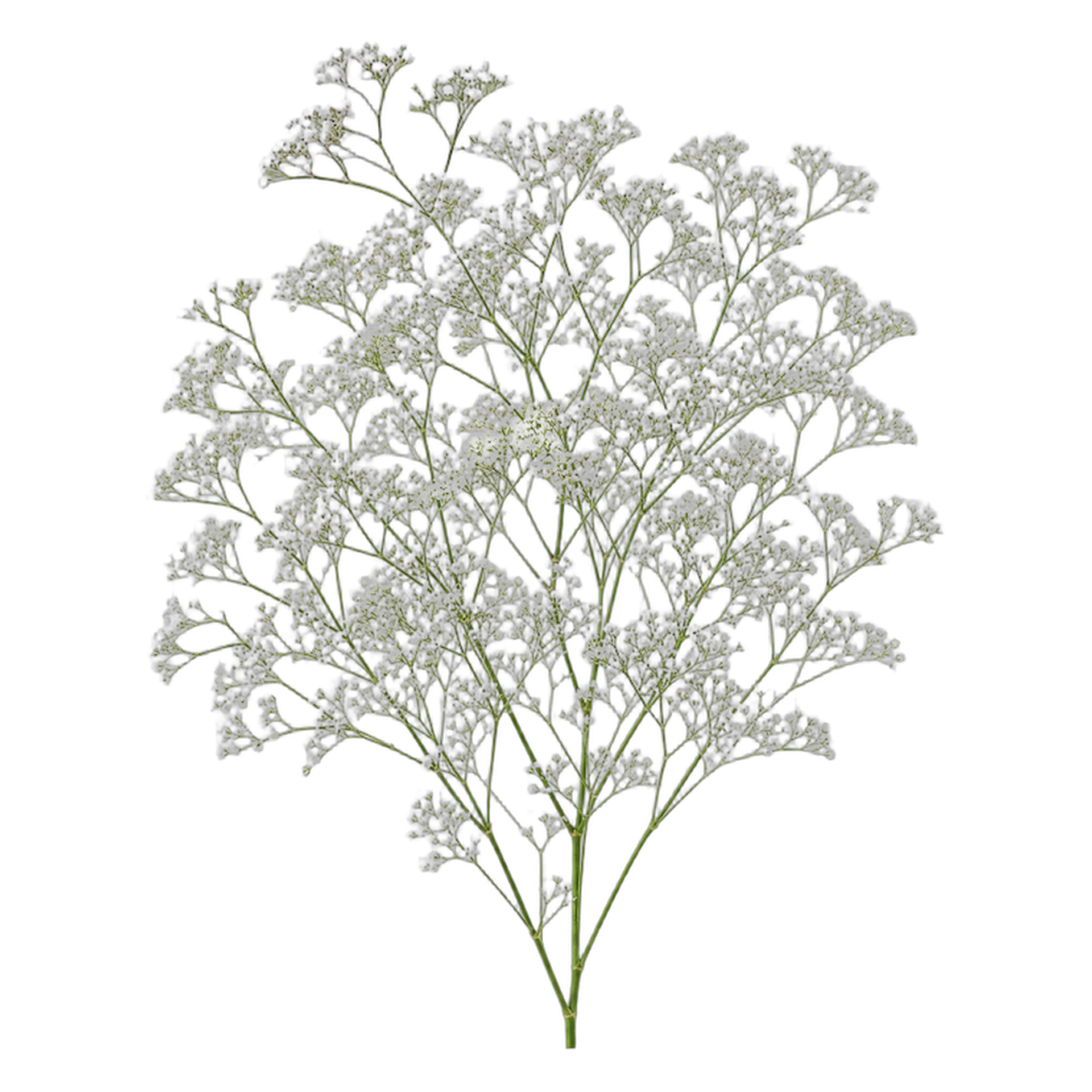Brudeslør blomst frø