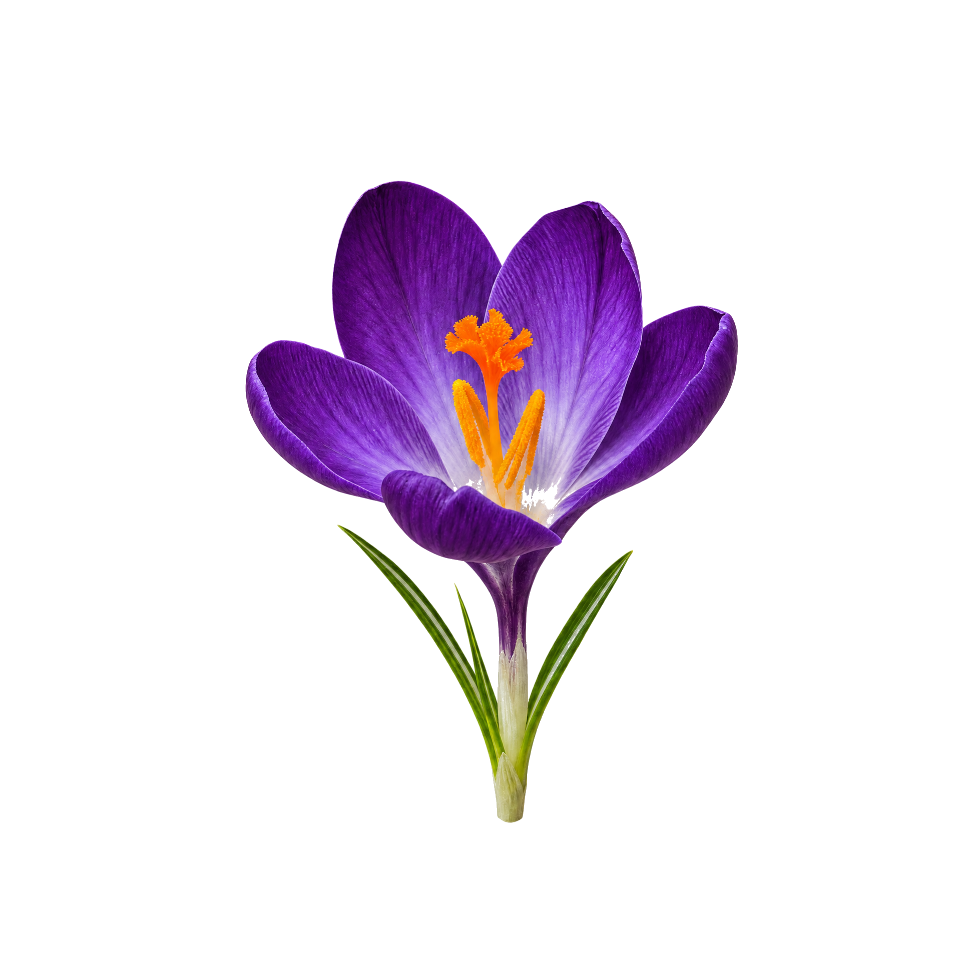 Krokus fra frø