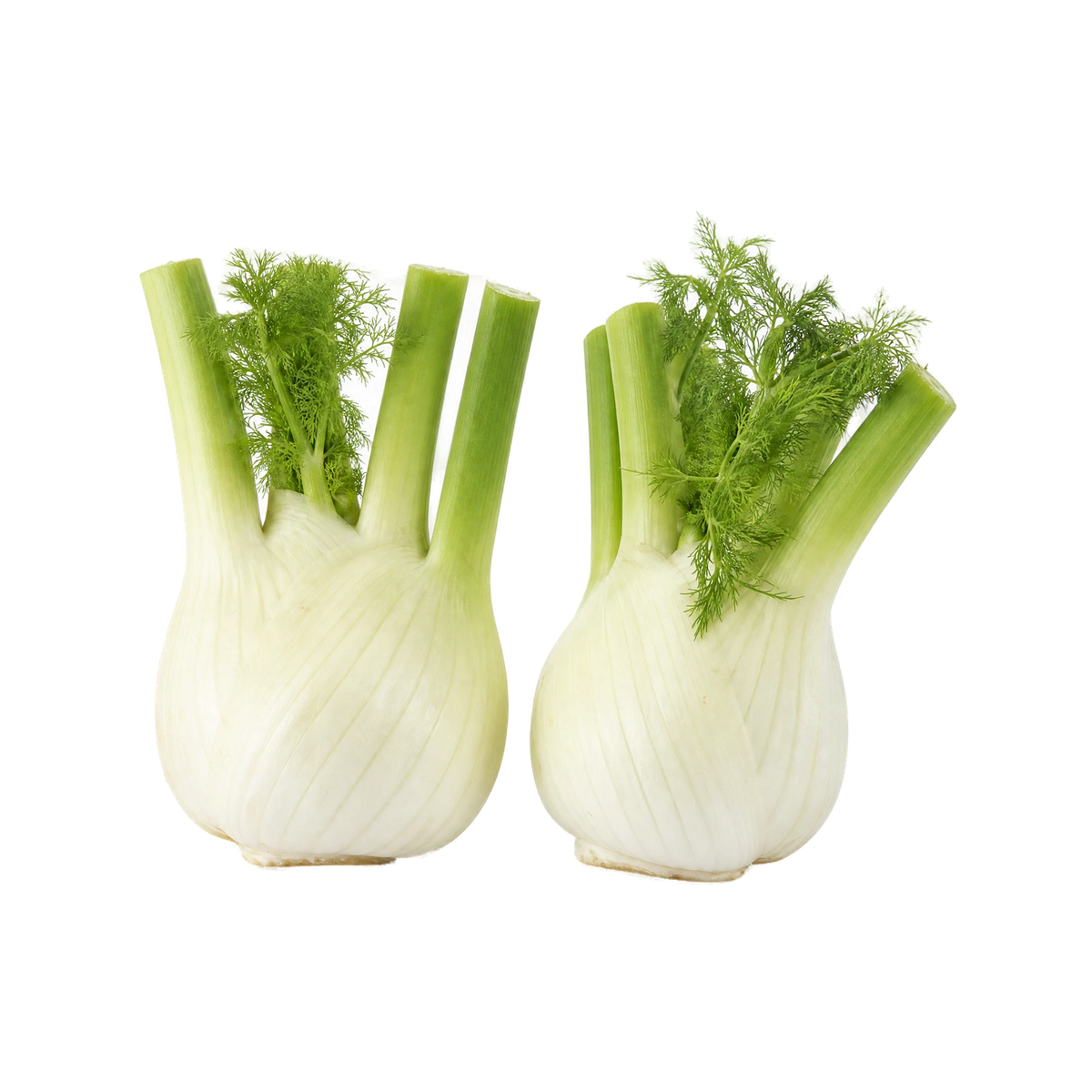 Fennikel på transparent baggrund