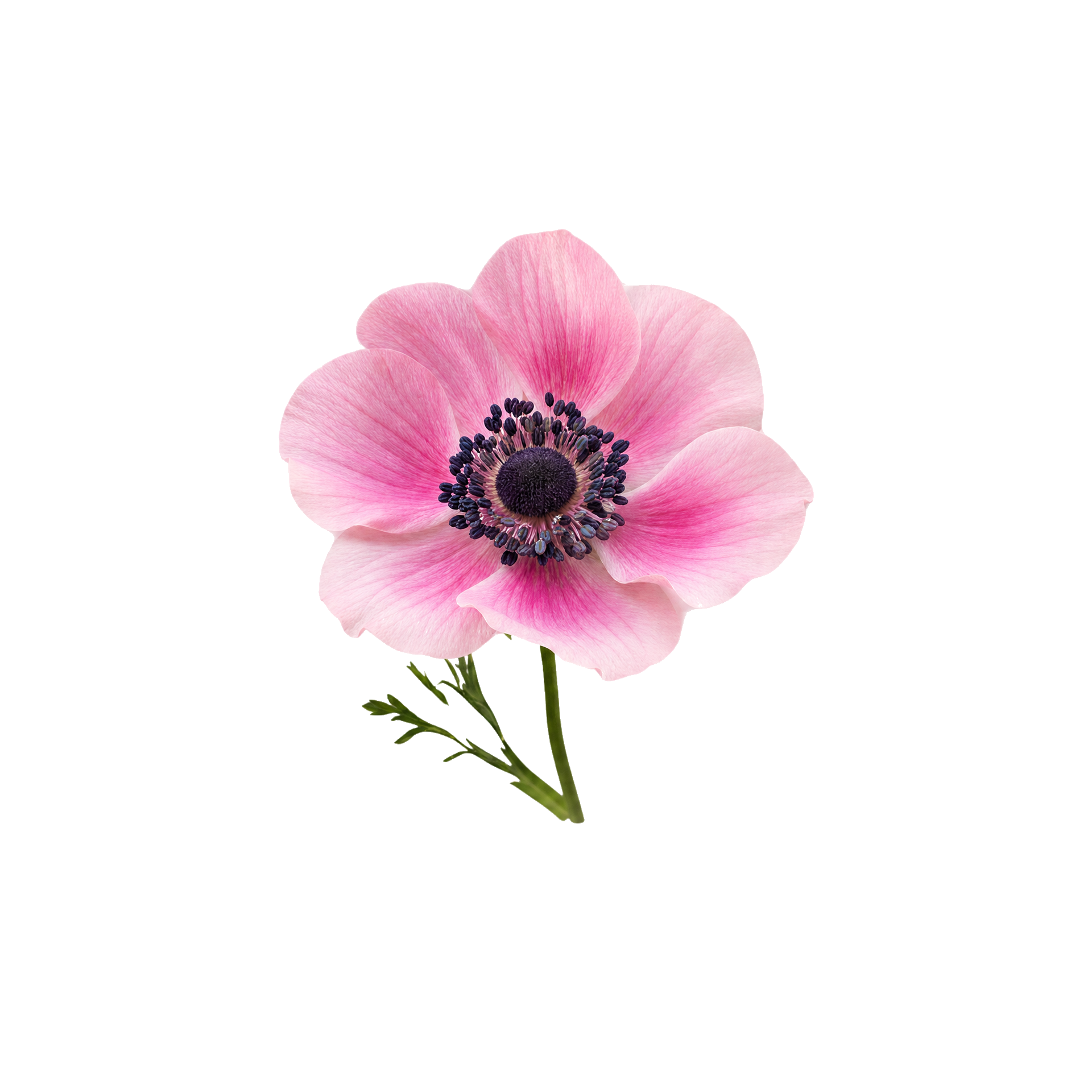 Anemoner fra frø