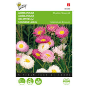 Helipterum – dobbelte blomster, blandede farver