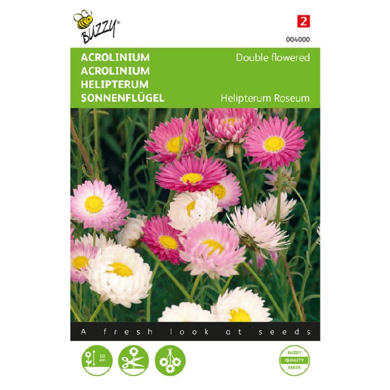 Helipterum – dobbelte blomster, blandede farver