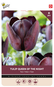 Tulipan 'Queen of Night' 11/12 cm – 8 løg