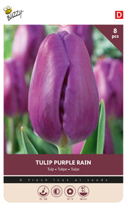 Tulipan 'Purple Rain' 11/12 cm – 8 løg