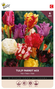 Papegøje-tulipan, udvalgt blanding 11/12 cm – 6 løg