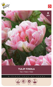 Tulipan 'Finola' 11/12 cm – 8 løg