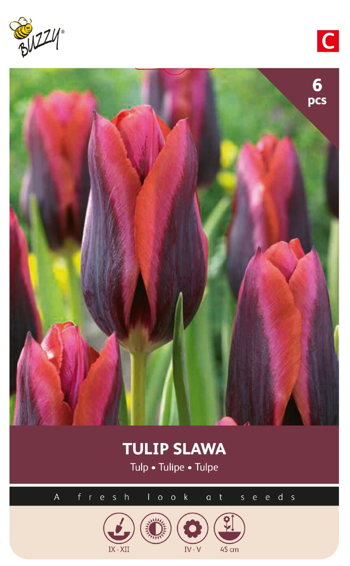 Tulipan 'Slawa' 11/12 cm – 6 løg
