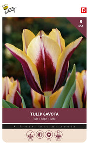 Tulipan 'Gavota' 11/12 cm – 8 løg
