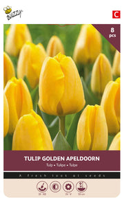 Tulipan 'Golden Apeldoorn' 11/12 cm – 8 løg