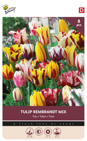 Tulipan 'Rembrandt' blanding 11/12 cm – 8 løg