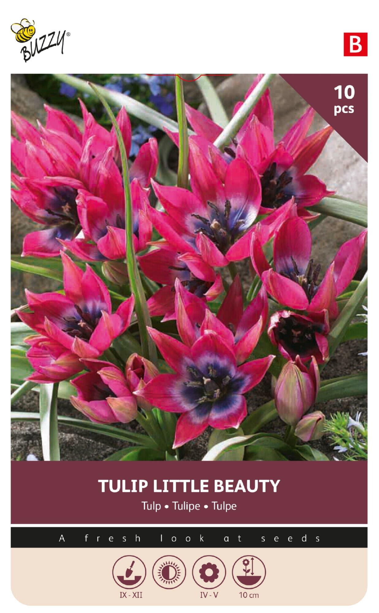 Botanisk tulipan 'Little Beauty' 6/7 cm – 10 løg