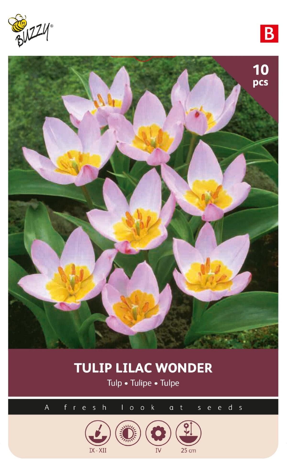 Botanisk tulipan 'Lilac Wonder' 6/7 cm – 10 løg