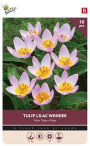 Botanisk tulipan 'Lilac Wonder' 6/7 cm – 10 løg