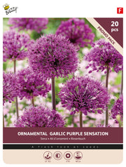 Prydløg Allium Purple Sensation i promo-pakke med 20 løg, store lilla blomsterkugler til haven