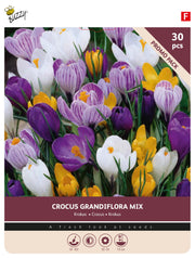 Crocus Grandiflora Mix blomsterløg etiket med farverig blanding af lilla og gule krokus