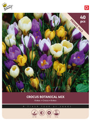 Crocus Botanical Mix blomsterløg, 40 stk i farverig pakke med hvide, lilla og gule krokus