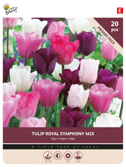 Tulipan 'Royal Symphony' 11/12 cm – 20 løg