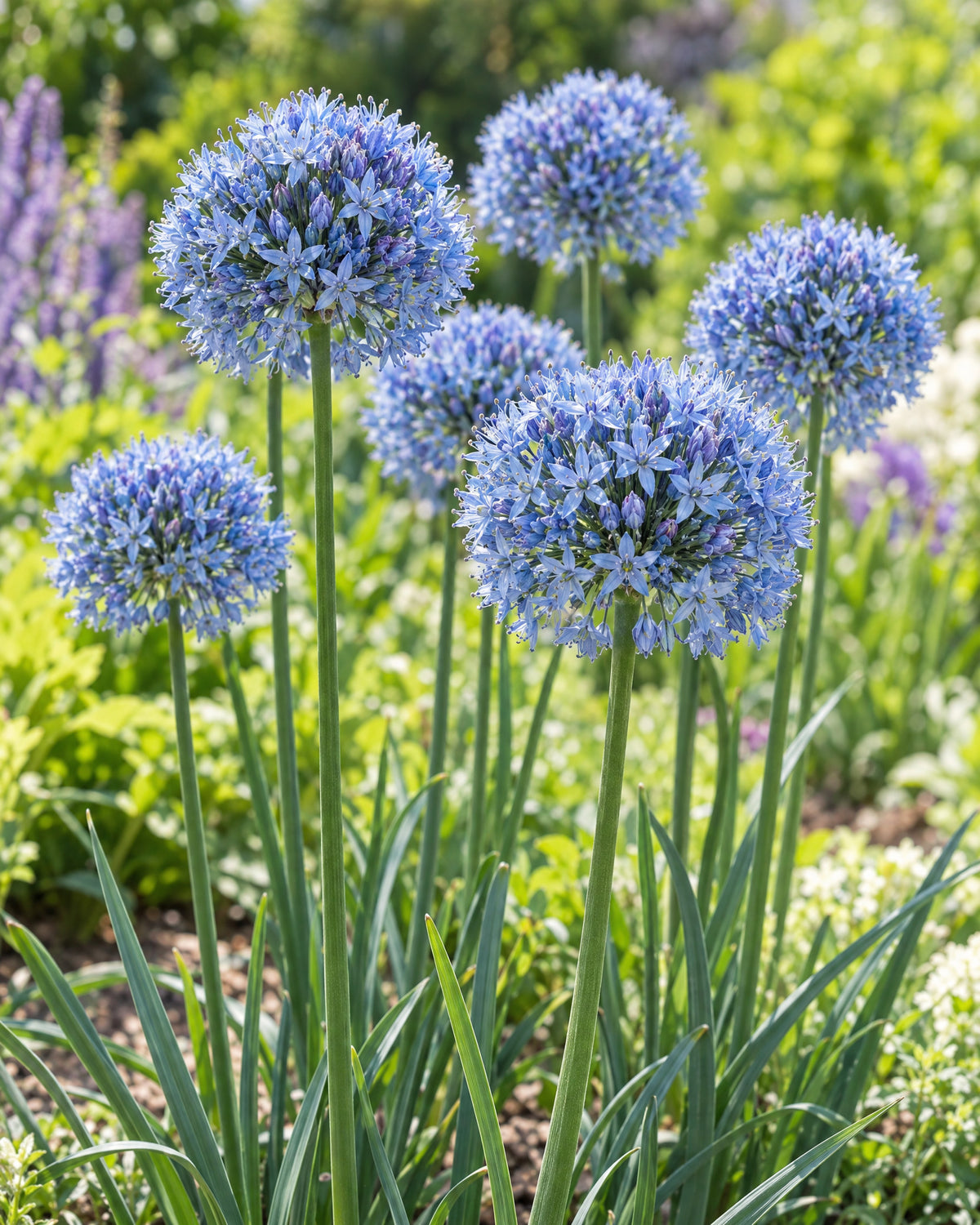 Himmelblåt prydløg Caeruleum med kuglerunde blomsterskærme