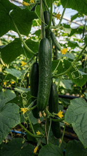 Agurk planten af sorten Louisa
