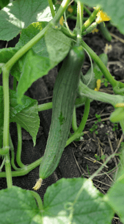 Agurk planten af sorten Saladin 