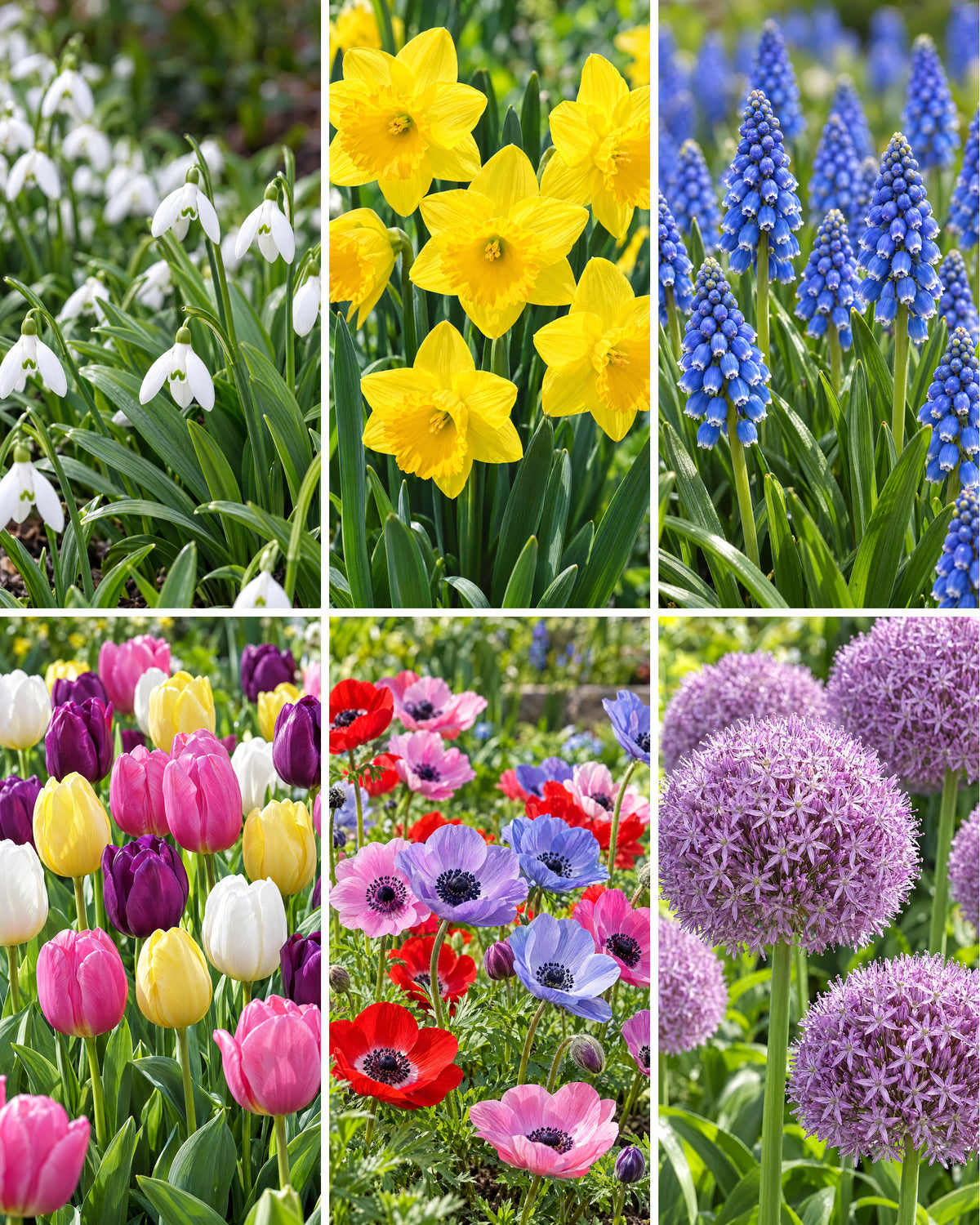 Løgkasse med fem måneders blomster – seks felter med snedråber, gule narcisser, blå perlehyacinter, tulipaner, anemoner og prydløg
