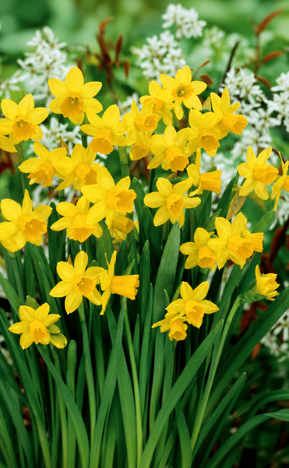Narcissus Tete a Tete blomsterløg med gule og orange blomster