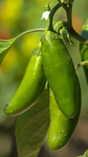 Chili 'Jalapeño M' frø – foto af grøntsagsplanten