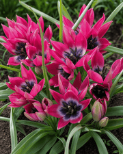 Klase botaniske tulipaner 'Little Beauty' i stenbed med grønt løv