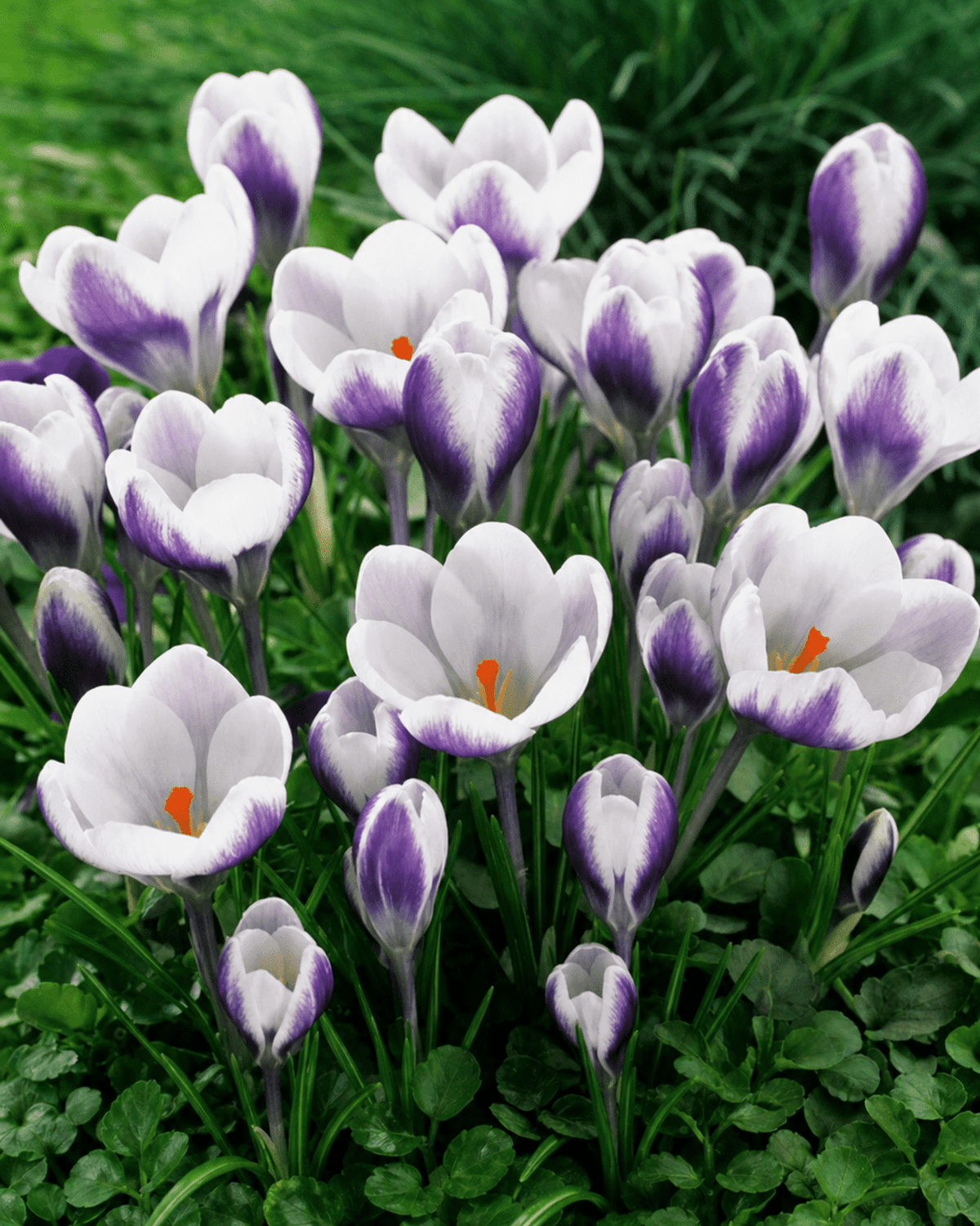 Hvide krokus med lilla striber og orange støvdragere i haven