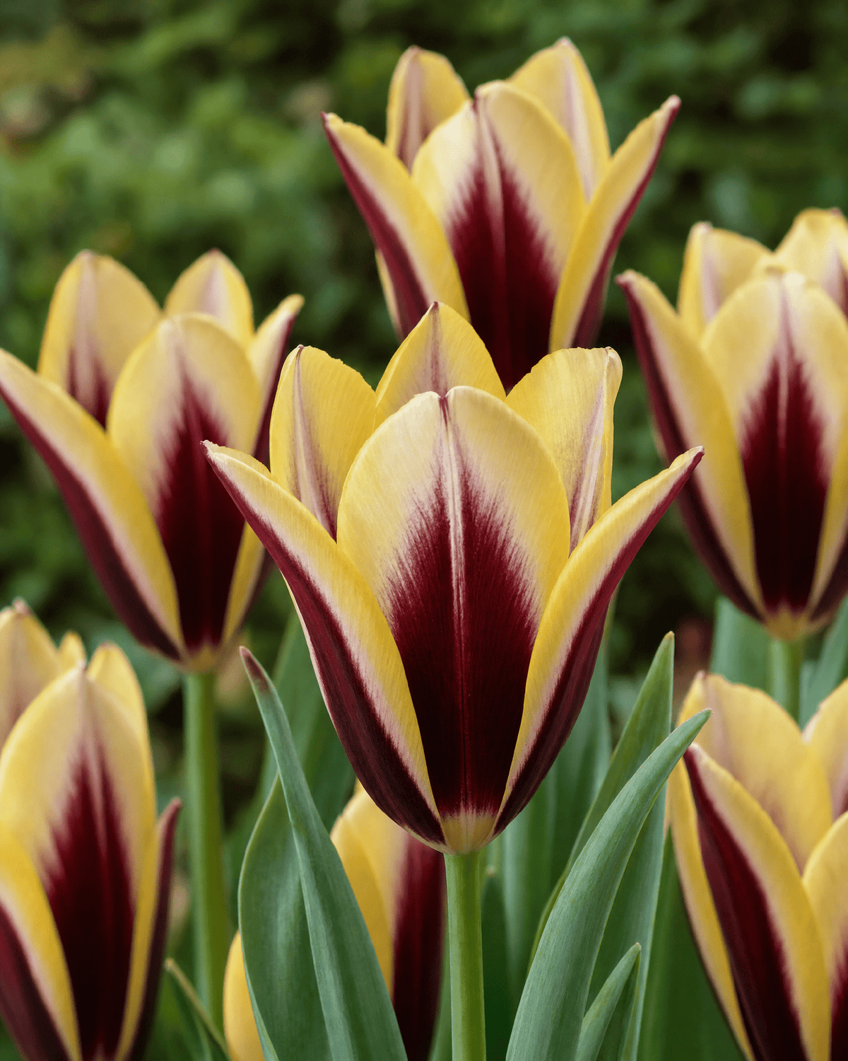 Tulipan 'Gavota' triumftulipan løg med røde og gule blomster