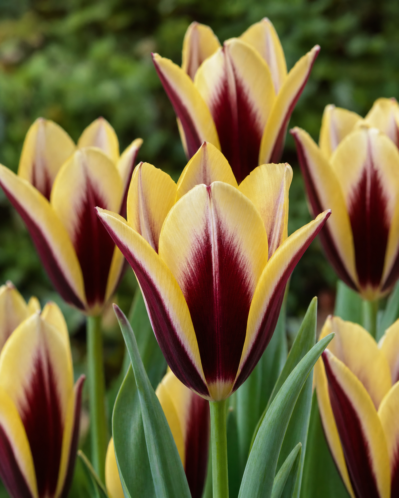 Tulipan 'Gavota' 11/12 cm