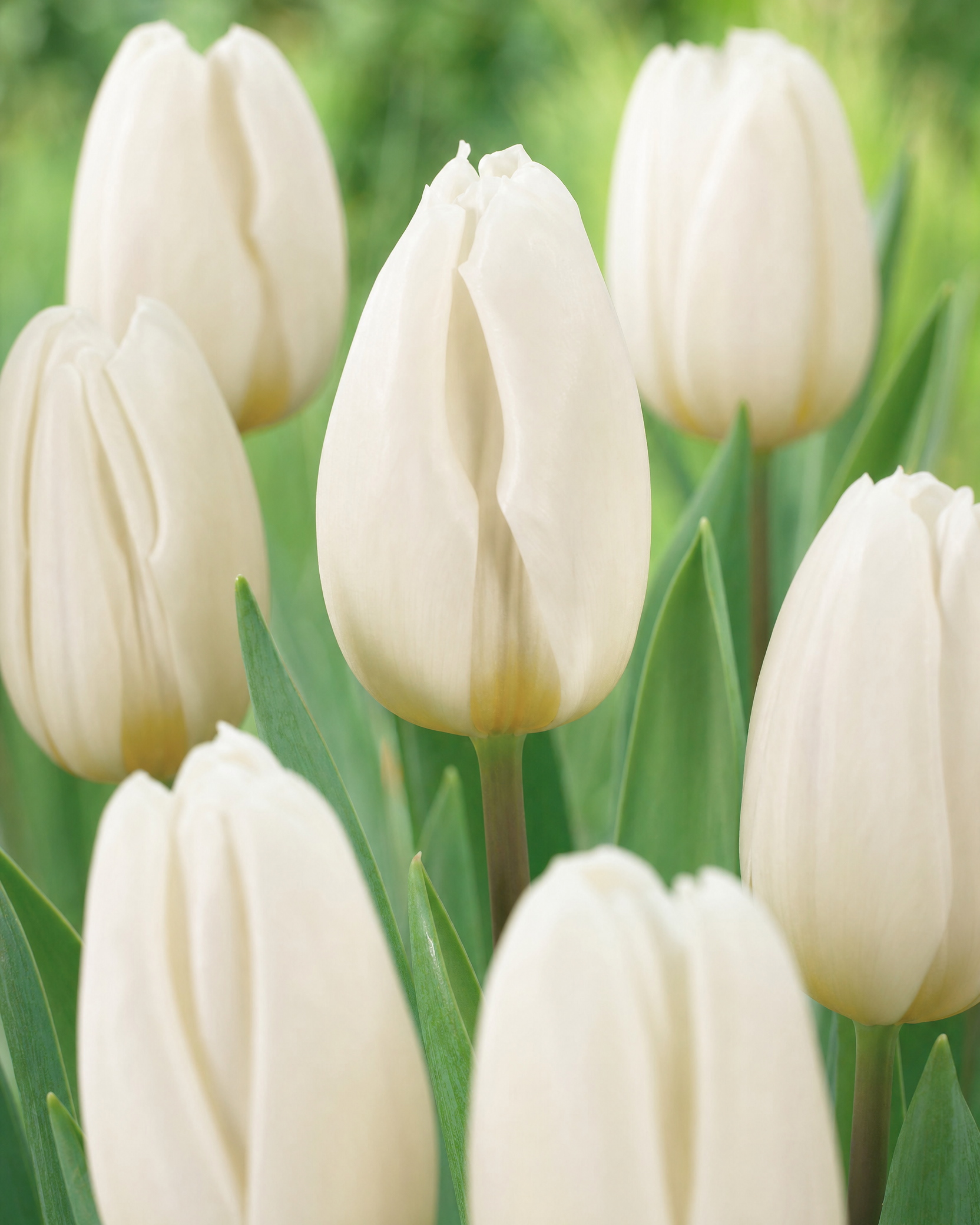 Tulipan 'White Flag' 11/12 cm