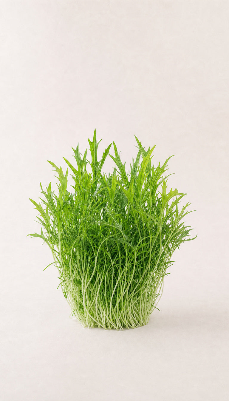 Grøn mizuna som plantebillede, mere afstand, 768 x 1344 px