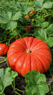 Græskar 'Rouge vif d'Etampes' frø – foto af planten med frugter