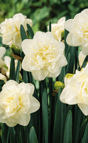 Hvide flerbladede narcisse blomsterløg i fuld blomst med grønne blade