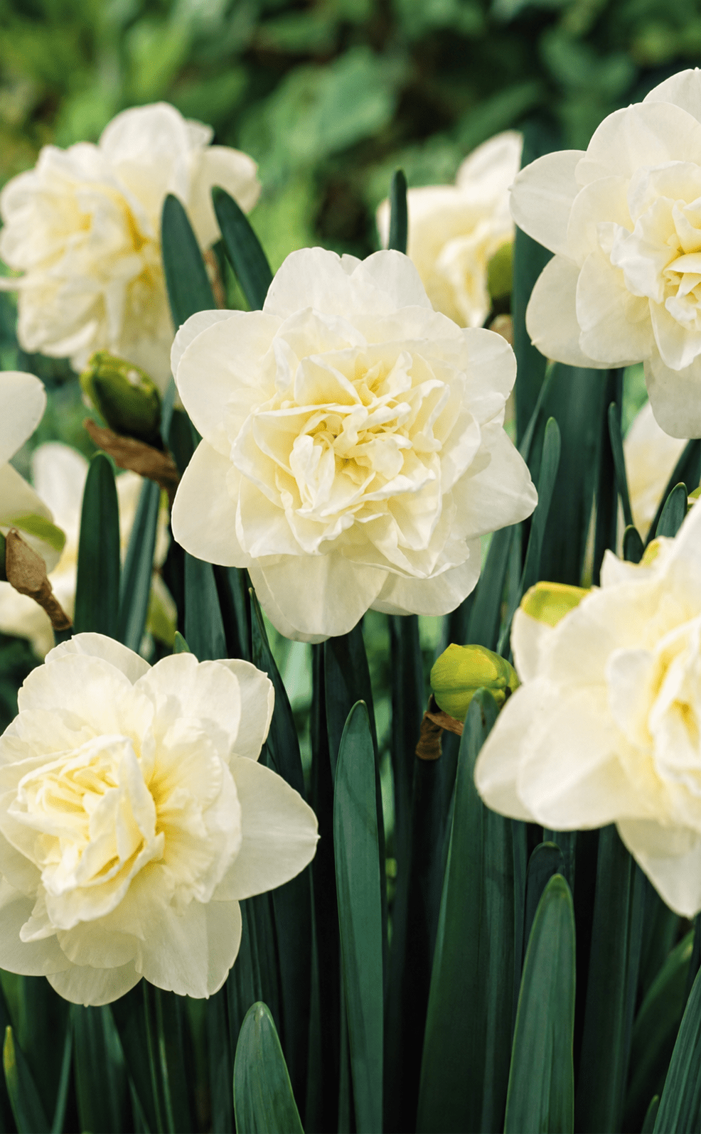 Hvide flerbladede narcisse blomsterløg i fuld blomst med grønne blade